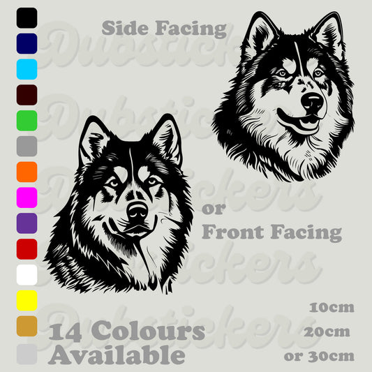 Alaskan Malamute heads front and side facing