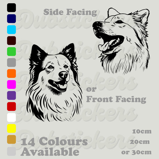 American Eskimo head front and side facing