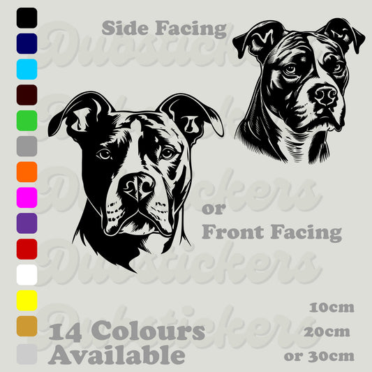 American Staffordshire Terrier front and side facing head