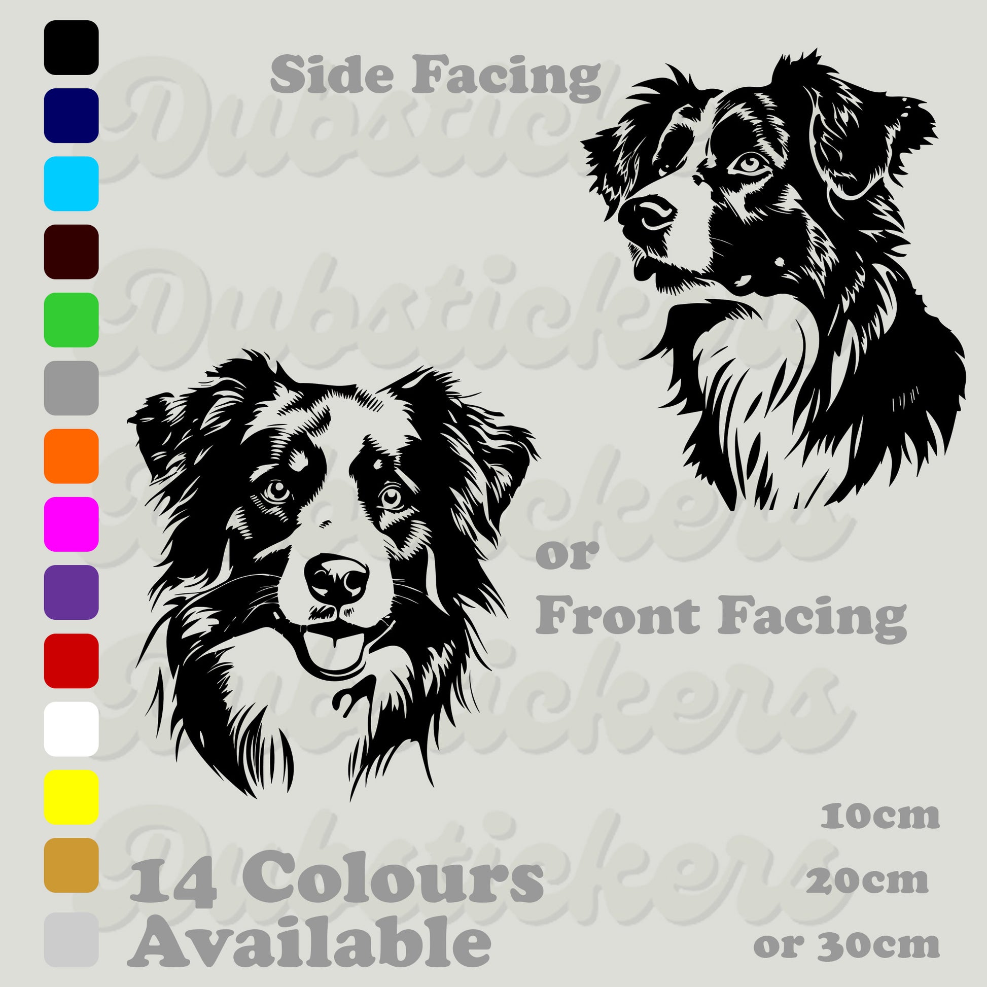 Australian Shepherd front and side facing head