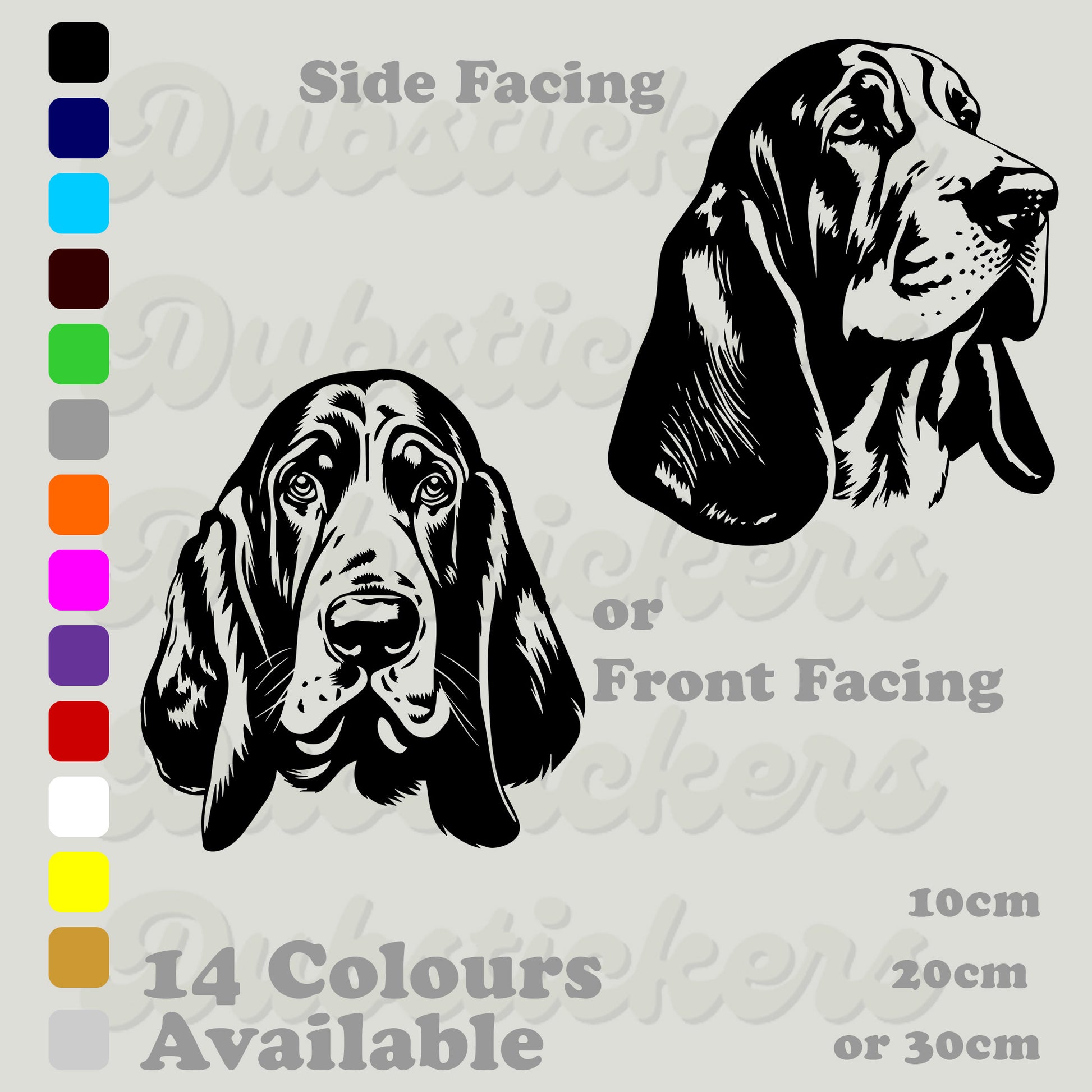 Basset Hound front and side facing head