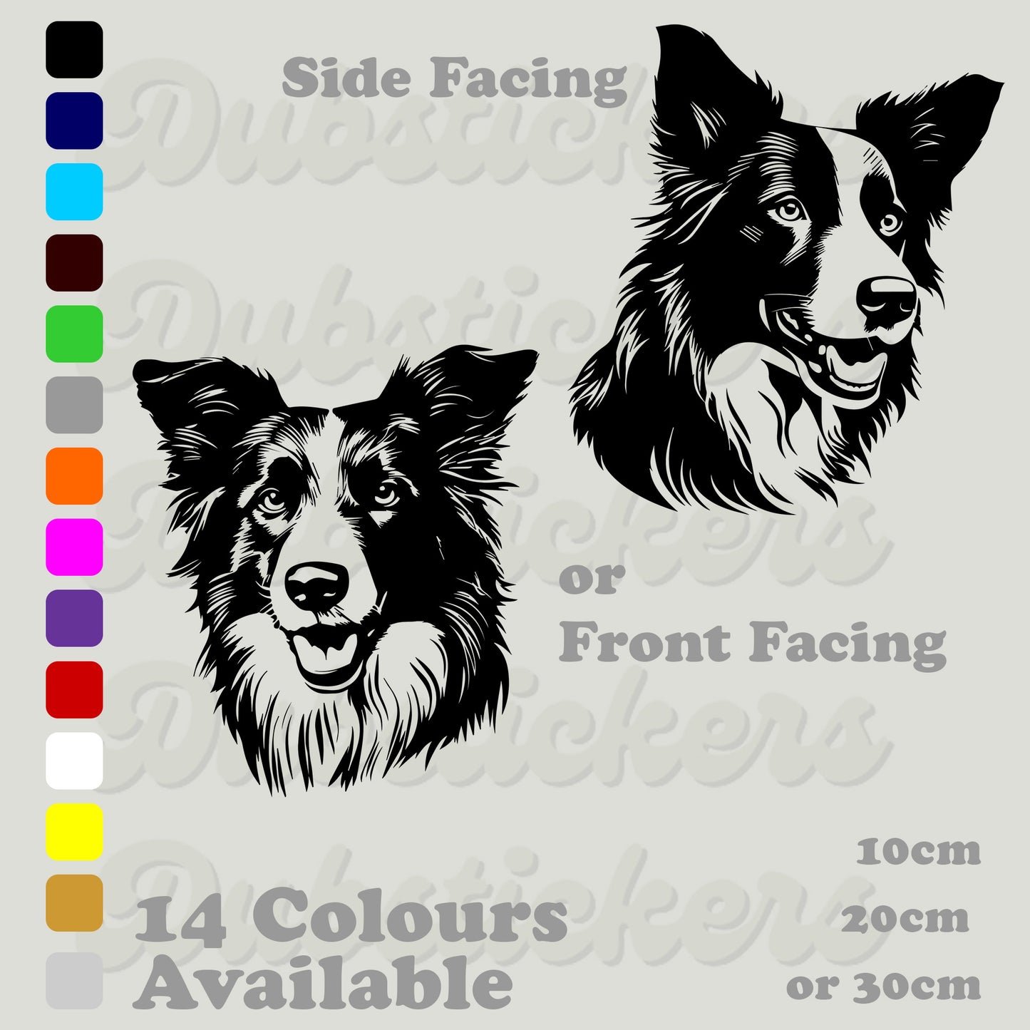 Border Collie front and rear facing