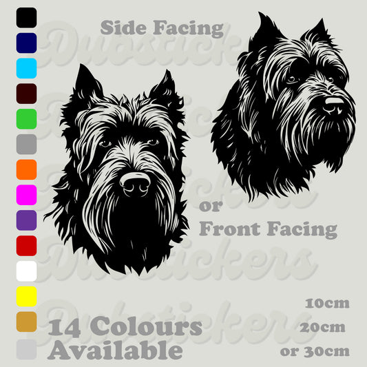 Bouvier De Flandres, front and side facing head