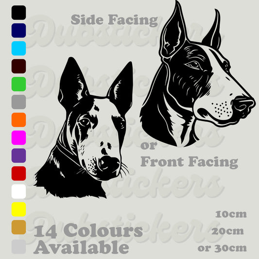 Bull Terrier front and side facing head